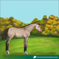 Horse Color:Bay Dun