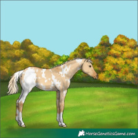 Horse Color:White Spotted Palomino Dun 