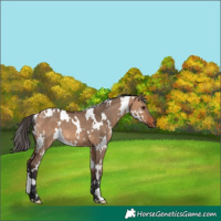 Horse Color:White Spotted Bay Dun 