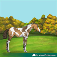 Horse Color:White Spotted Buckskin