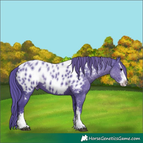 Horse Color:Watercolor Black Sabino Appaloosa 