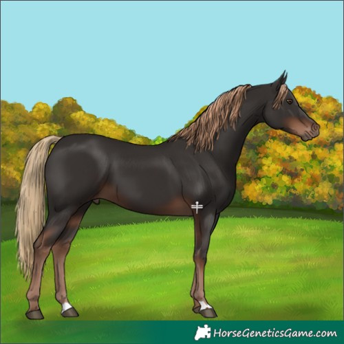 Horse Color:Liver Chestnut 