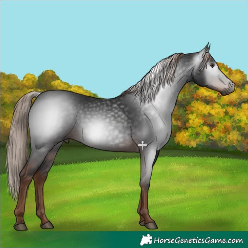 Horse Color:Gray Liver Chestnut 