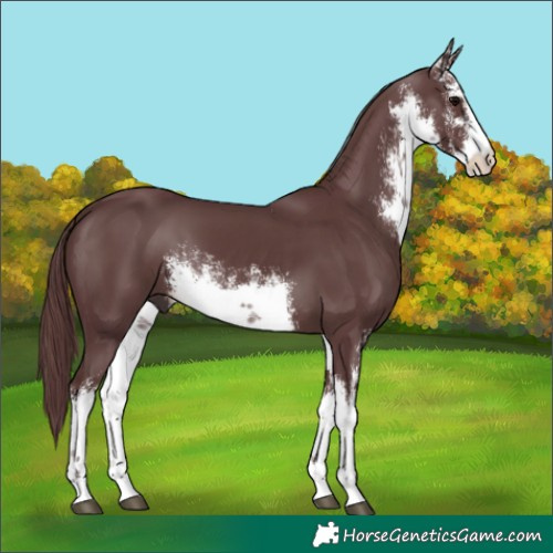 Horse Color:White Spotted Chocolate Black 