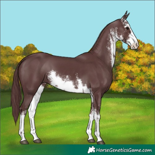 Horse Color:White Spotted Chocolate Black 