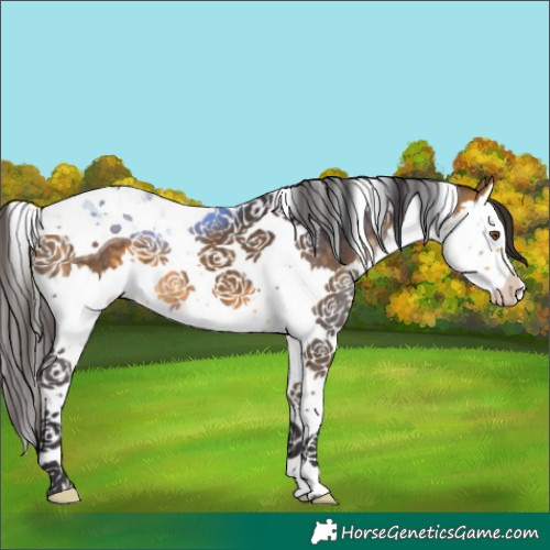 Horse Color:Buckskin Splash Tobiano 