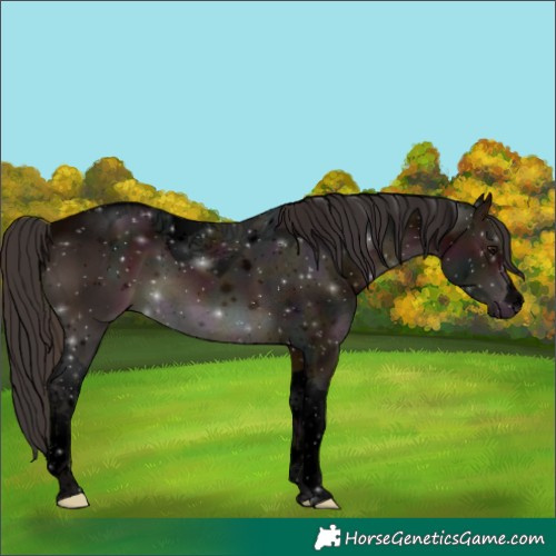Horse Color:Void Midnight Brown Tobiano 