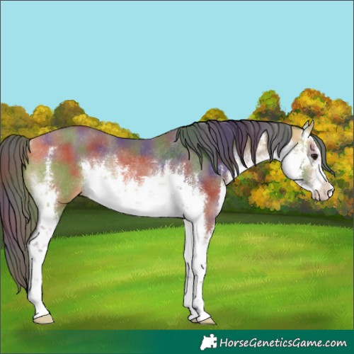Horse Color:Nacre White Spotted Buckskin Rabicano 