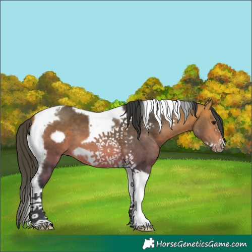Horse Color:Bay Tobiano Frame 