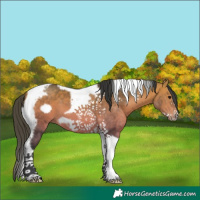Horse Color:Bay Tobiano Frame 