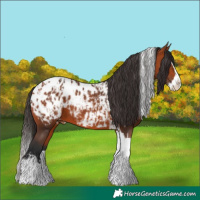 Horse Color:Bay Splash Tobiano Appaloosa  and Bay Splash Tobiano Appaloosa 