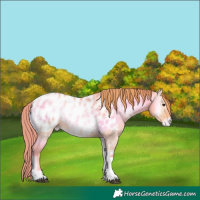 Horse Color:Watercolor Brown Pearl Onyx Tobiano Appaloosa