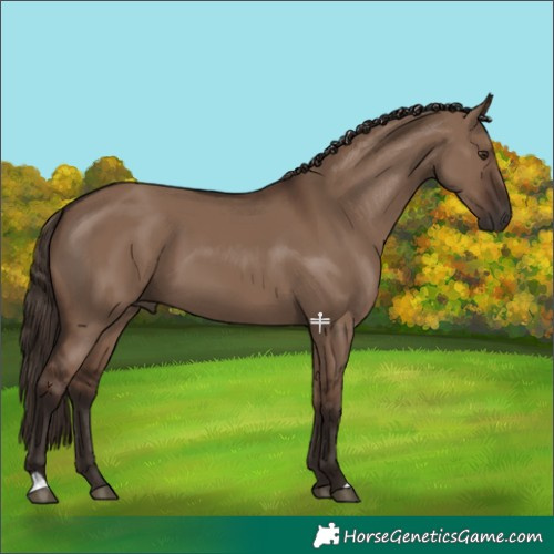 Horse Color:Liver Red Dun 