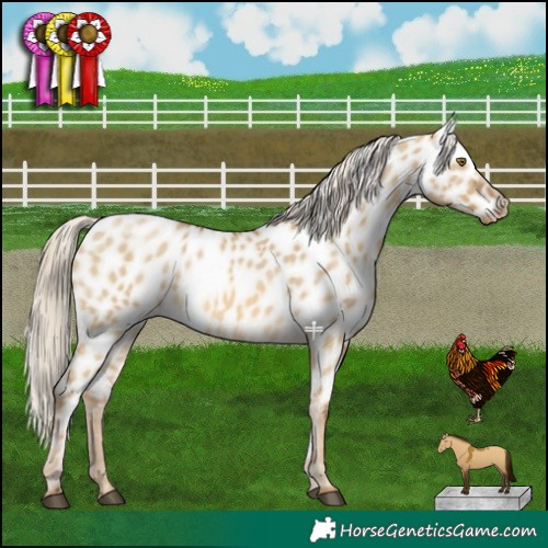 Horse Color:Chocolate Palomino Dun Mushroom Appaloosa 