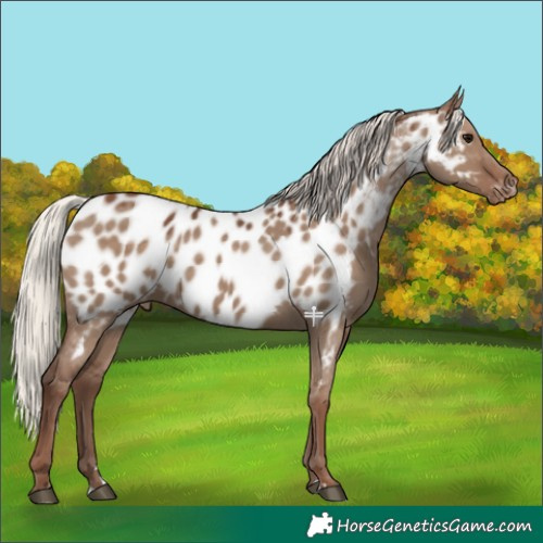 Horse Color:Silver Grullo Appaloosa 