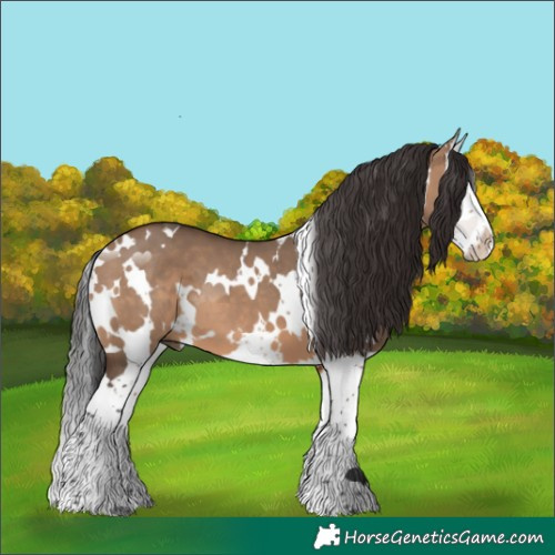 Horse Color:White Spotted Brown Dun Splash 