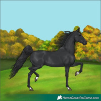 Horse Color:Black Rabicano