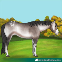 Horse Color:Platinum Bay Onyx Appaloosa