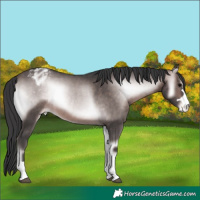 Horse Color:Platinum Bay Onyx Appaloosa