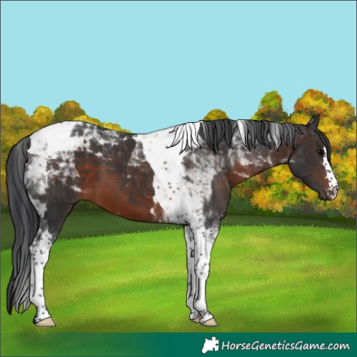 Horse Color:Brown Tobiano 
