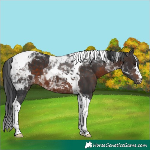 Horse Color:Brown Tobiano 