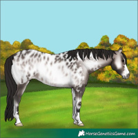 Horse Color:Gray Platinum Bay Onyx Appaloosa 