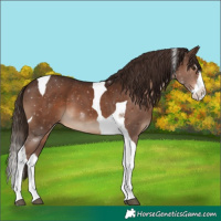 Horse Color:Liver Chestnut Splash Tobiano 
