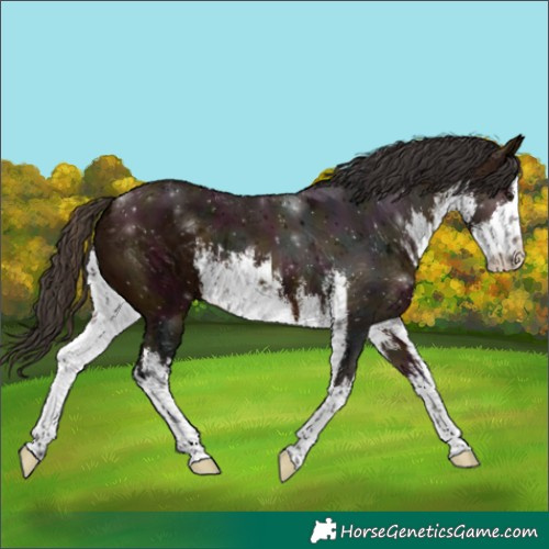 Horse Color:White Spotted Midnight Bay