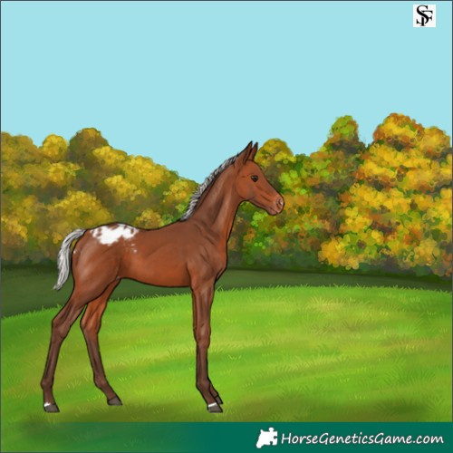 Horse Color:Silver Brown Blanket 