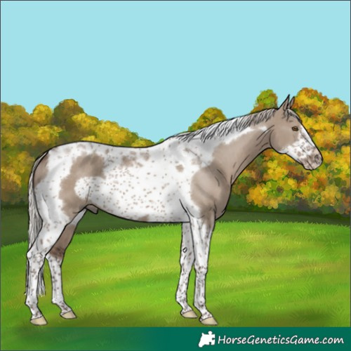 Horse Color:Silver Grullo Tobiano Frame 