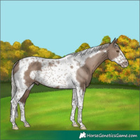 Horse Color:Silver Grullo Tobiano Frame 