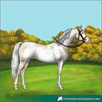 Horse Color:White Spotted Silver Buckskin Pearl Dun Frame