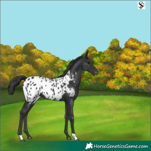 Horse Color:Black Appaloosa Rabicano 