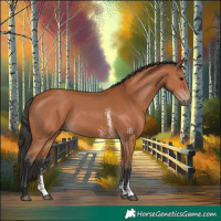 Horse Color:Bay Sabino