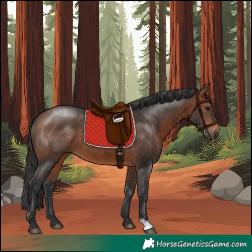 Horse Color:Brown 