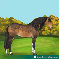 Horse Color:Buckskin Tobiano