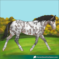 Horse Color:Brown Ice Appaloosa 