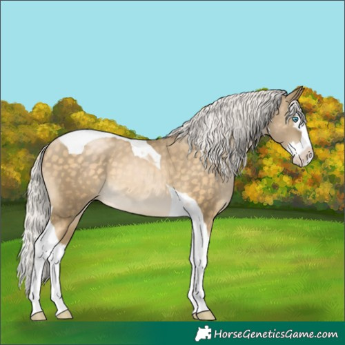 Horse Color:Silver Buckskin Pearl Splash Tobiano