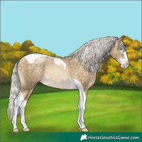 Horse Color:Silver Buckskin Pearl Splash Tobiano 
