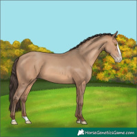 Horse Color:Amber Champagne Splash 