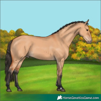 Horse Color:Bay Dun