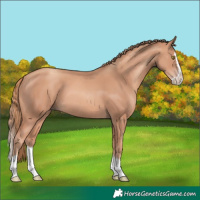 Horse Color:Gold Champagne Splash 