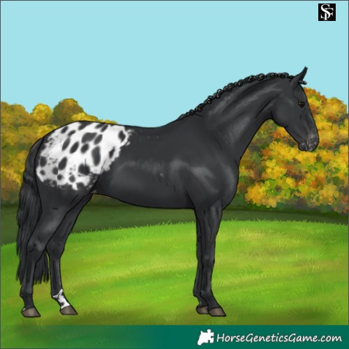 Horse Color:Black Appaloosa Rabicano 