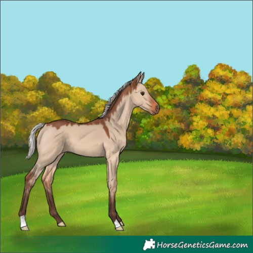Horse Color:Silver Brown Dun 