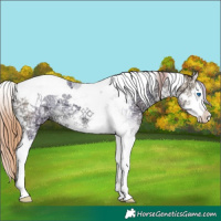Horse Color:Buckskin Ice Pearl Splash Tobiano 