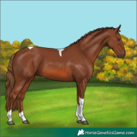 Horse Color:Chestnut Tobiano Rabicano