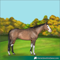 Horse Color:Brown Dun  and Brown Dun Splash 