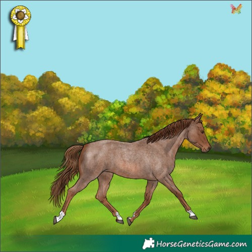 Horse Color:Red Roan 