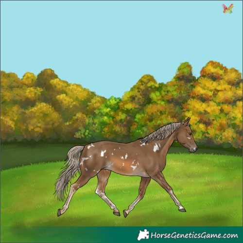 Horse Color:White Spotted Chocolate Palomino 