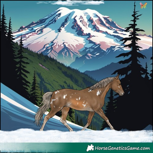 Horse Color:White Spotted Chocolate Palomino 